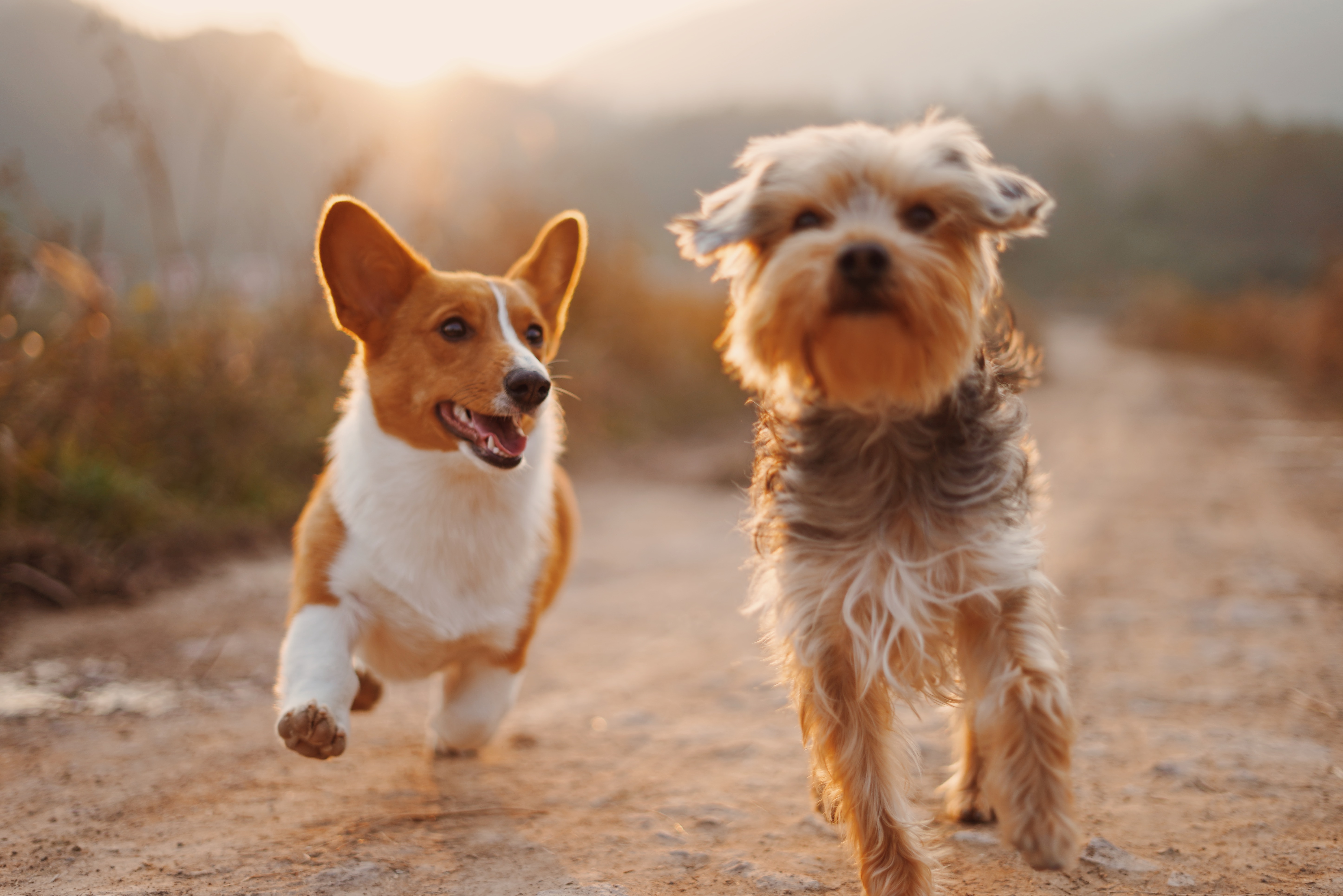 Spain's New Pet Insurance Law Mandates Dog Owners to Secure Liability Insurance