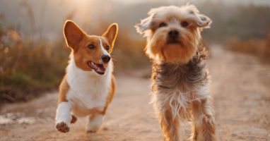 Spain's New Pet Insurance Law Mandates Dog Owners to Secure Liability Insurance